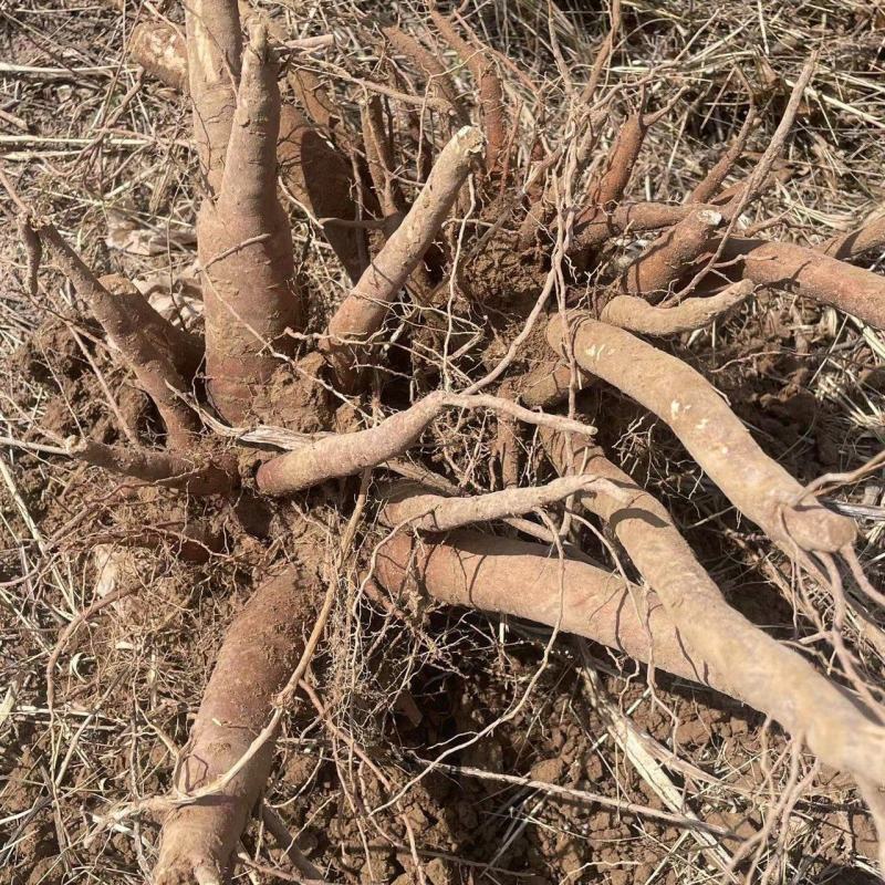 大量收购牡丹射干赤芍白芍，价格美丽，欢迎来电合作