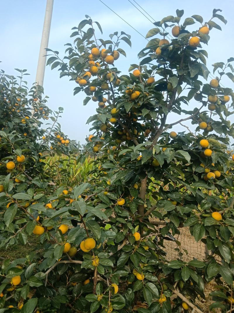 临猗角杯阳丰甜脆柿