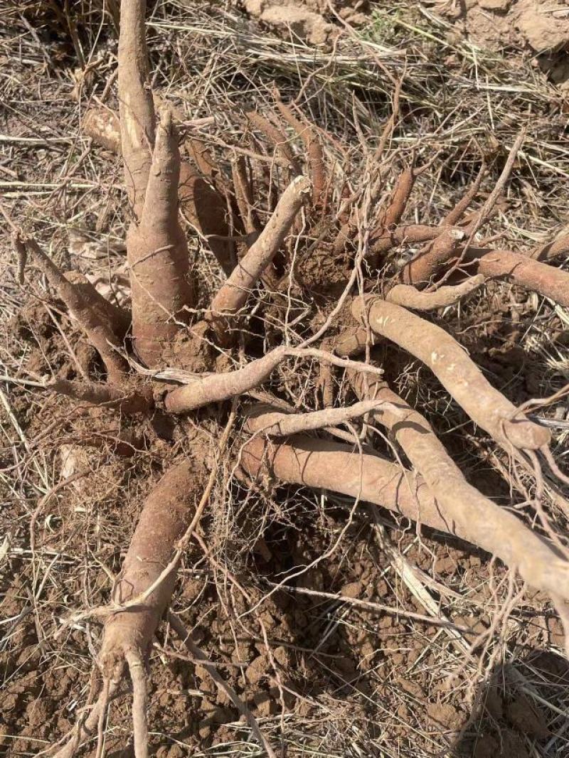 大量收购牡丹射干赤芍白芍，价格美丽，欢迎来电合作