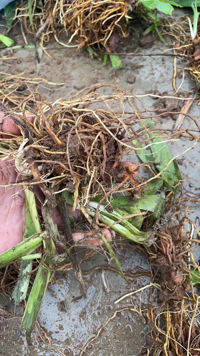 大量收购牡丹射干赤芍白芍，价格美丽，欢迎来电合作