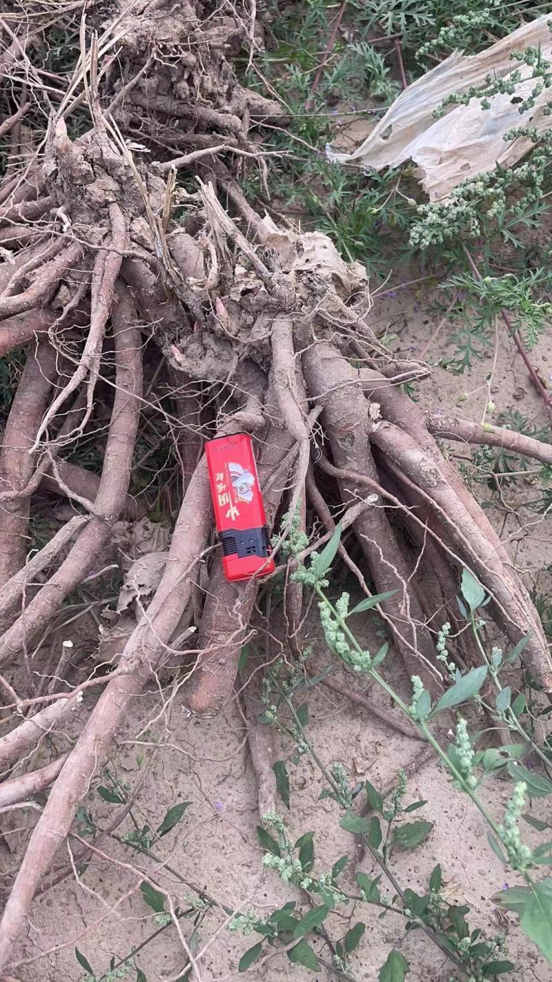 大量收购牡丹射干赤芍白芍，价格美丽，欢迎来电合作