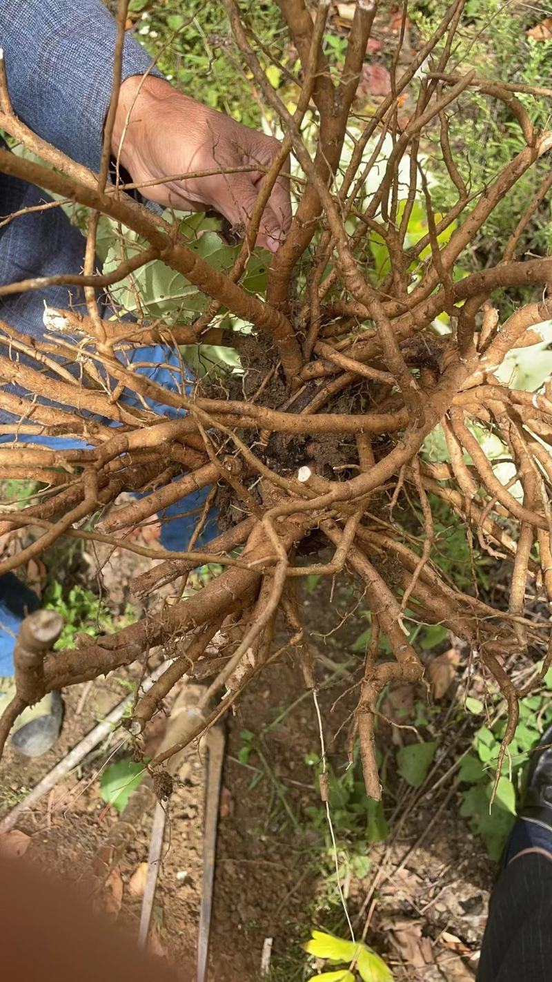 大量收购牡丹射干赤芍白芍，价格美丽，欢迎来电合作