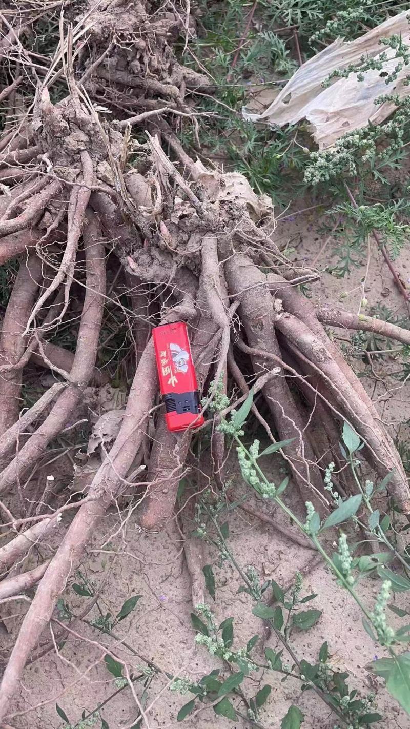大量收购牡丹射干赤芍白芍，价格美丽，欢迎来电合作