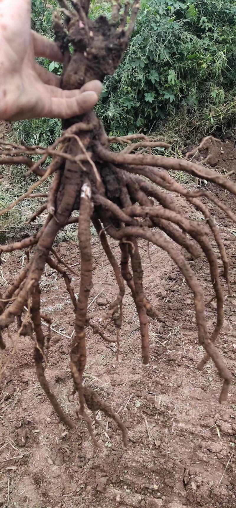 大量收购牡丹射干赤芍白芍，价格美丽，欢迎来电合作