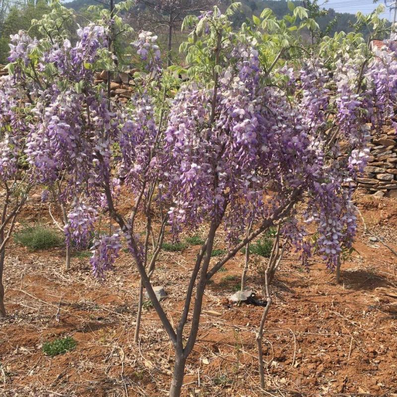 紫藤树盆栽地栽庭院攀缘植物绿廊用，易活易管理