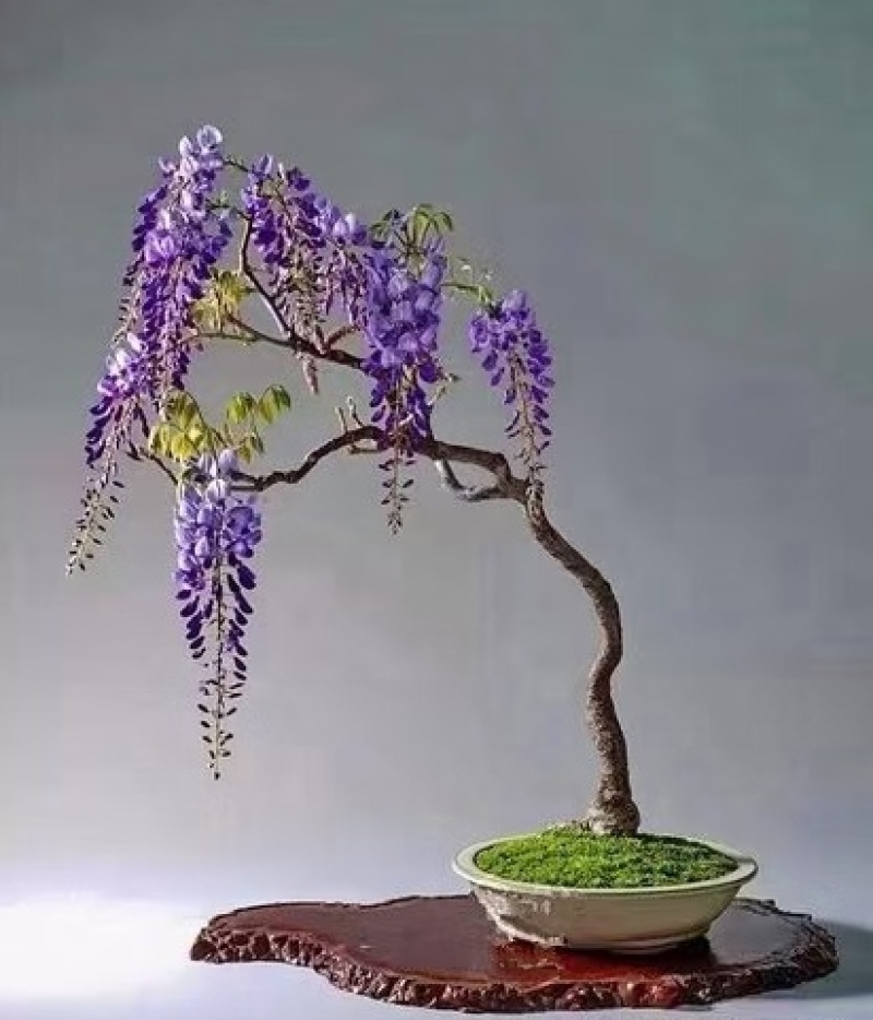 紫藤树盆栽地栽庭院攀缘植物绿廊用，易活易管理