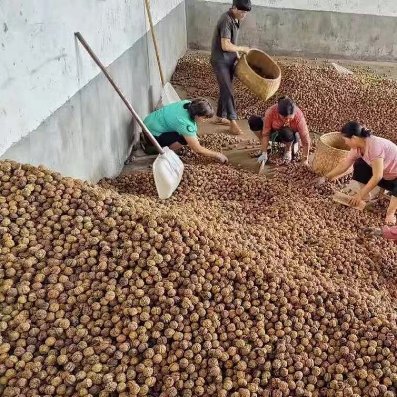 新疆薄壳核桃干核桃坚果价格美丽地摊展会批发一手货源