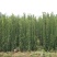 北海道北海道黄杨绿篱北海道黄杨0.6米高～2.6米