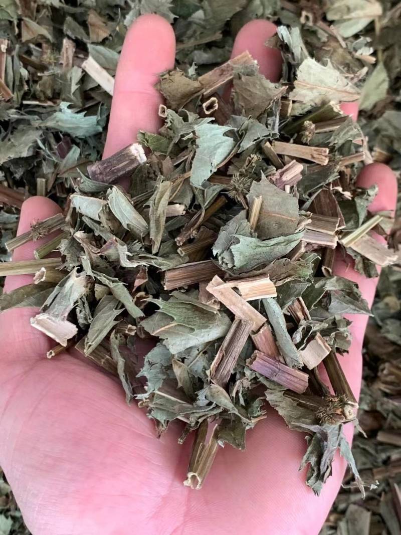 泽兰【包邮】三斤起发货可批量可零售量大从优