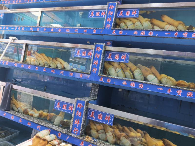 养殖蚌，养蚌鲜活象拔蚌