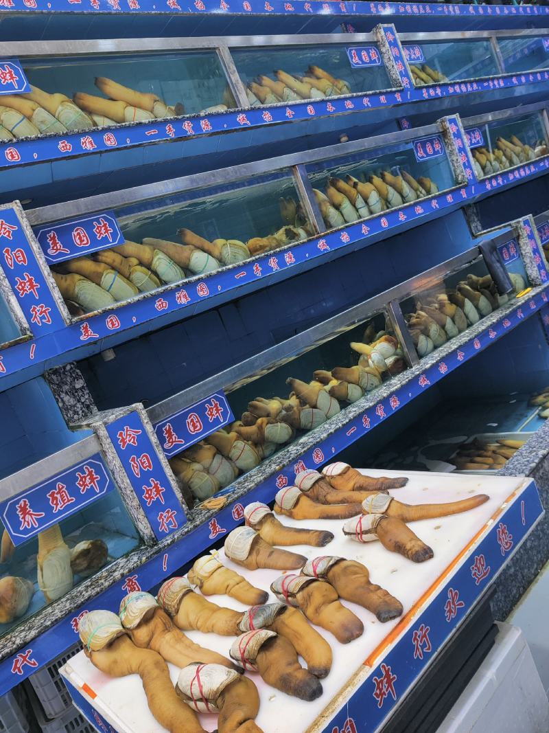 养殖蚌，养蚌鲜活象拔蚌