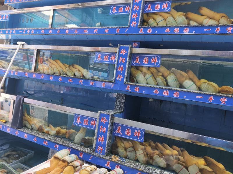 养殖蚌，养蚌鲜活象拔蚌