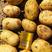 开封精品土豆大量上市货源充足欢迎客户来电咨询采购