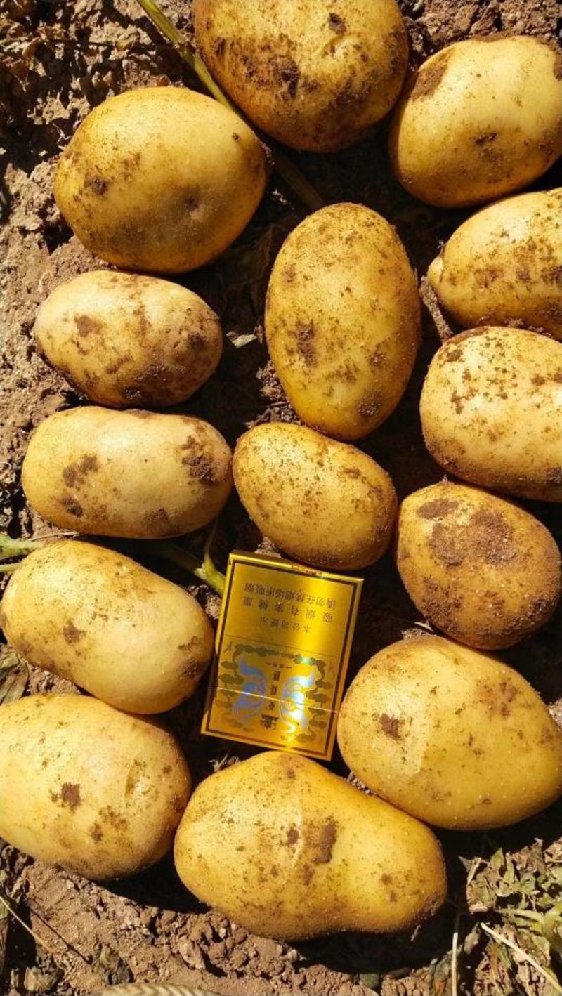 开封精品土豆大量上市货源充足欢迎客户来电咨询采购