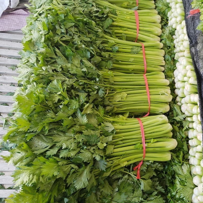 【推荐】本地芹菜大量上市对接全国各地市场
