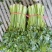 【推荐】本地芹菜大量上市对接全国各地市场