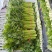【推荐】本地芹菜大量上市对接全国各地市场