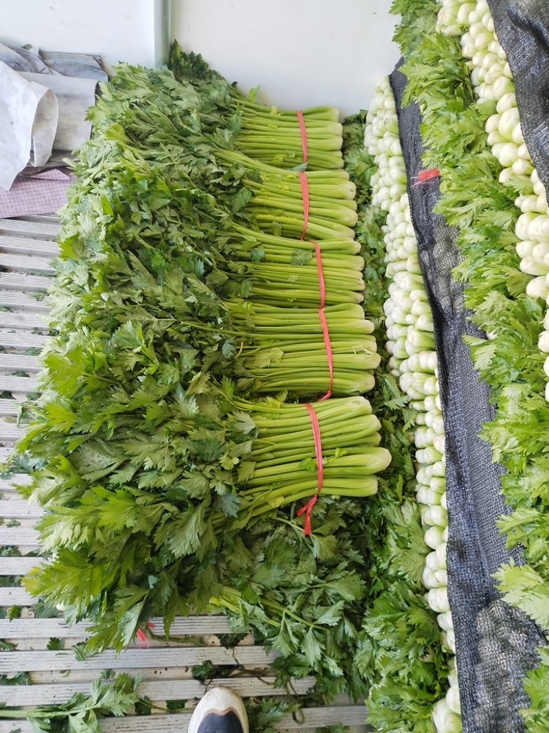 【推荐】本地芹菜大量上市对接全国各地市场