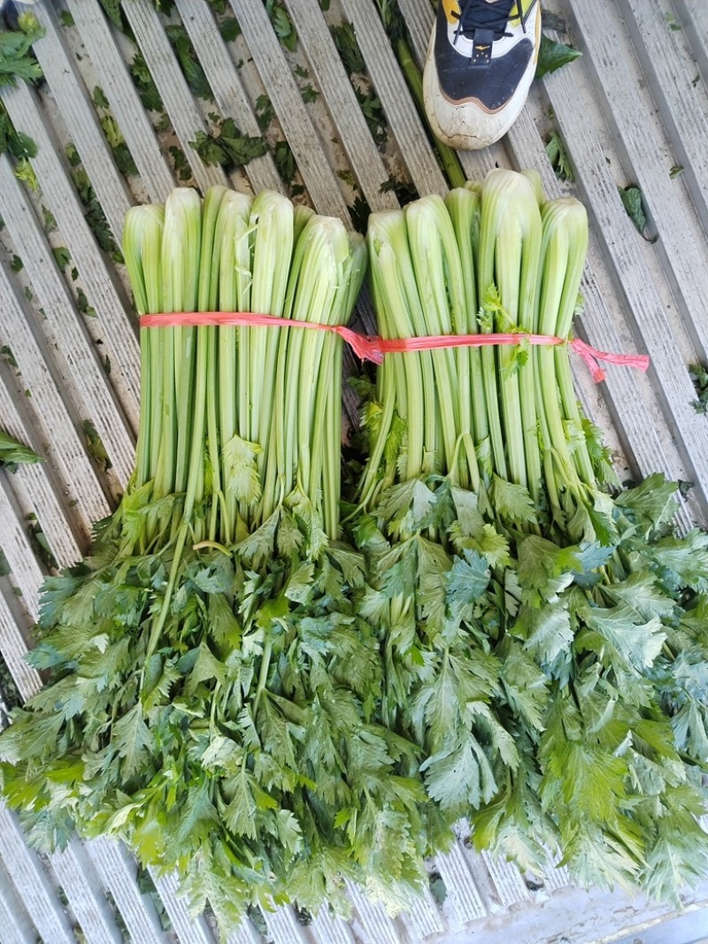 【推荐】本地芹菜大量上市对接全国各地市场