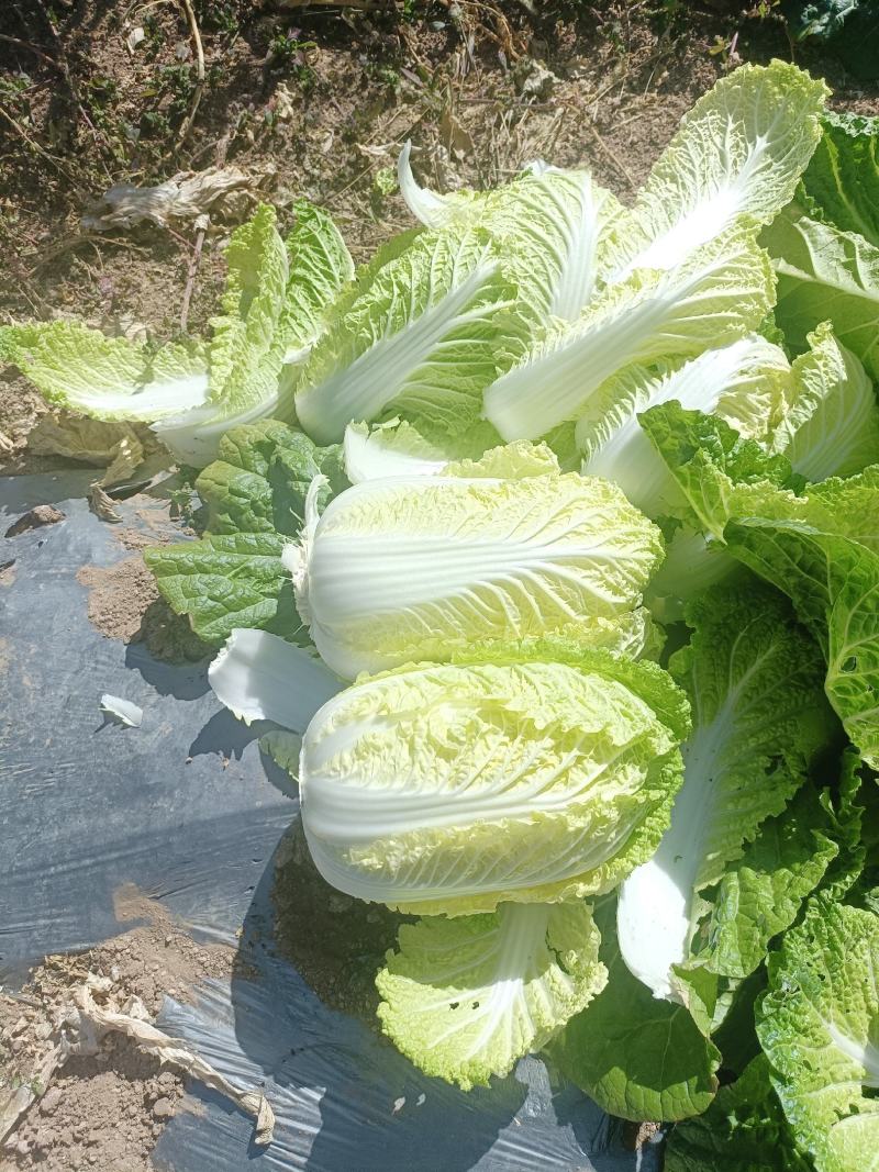 河南开封叶菜白菜大白菜产地直发货量充足一手实力代办