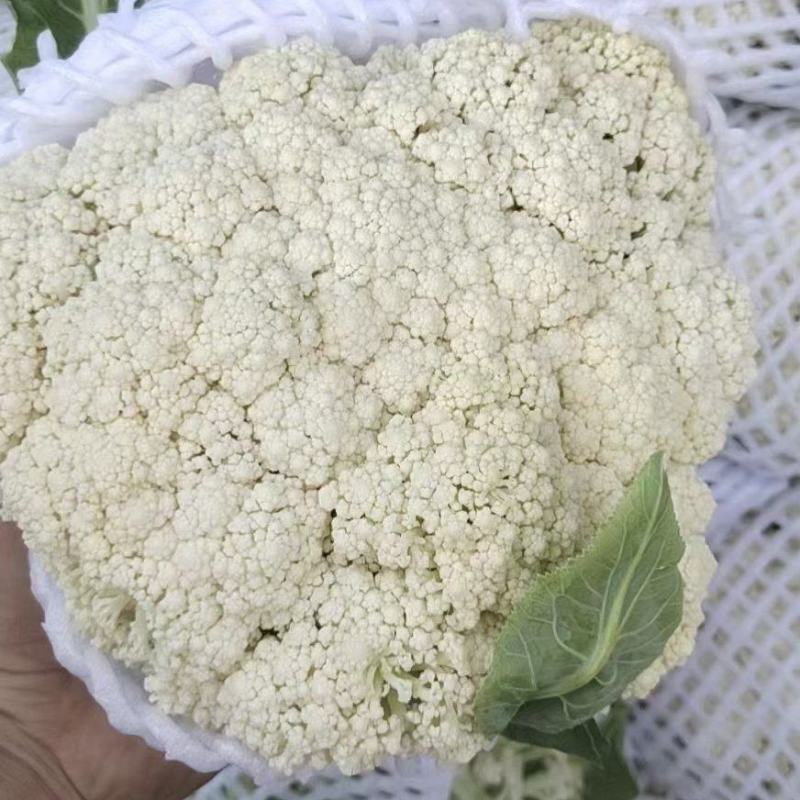 河北大量供应有机花菜产地一手货源质量保证视频看货