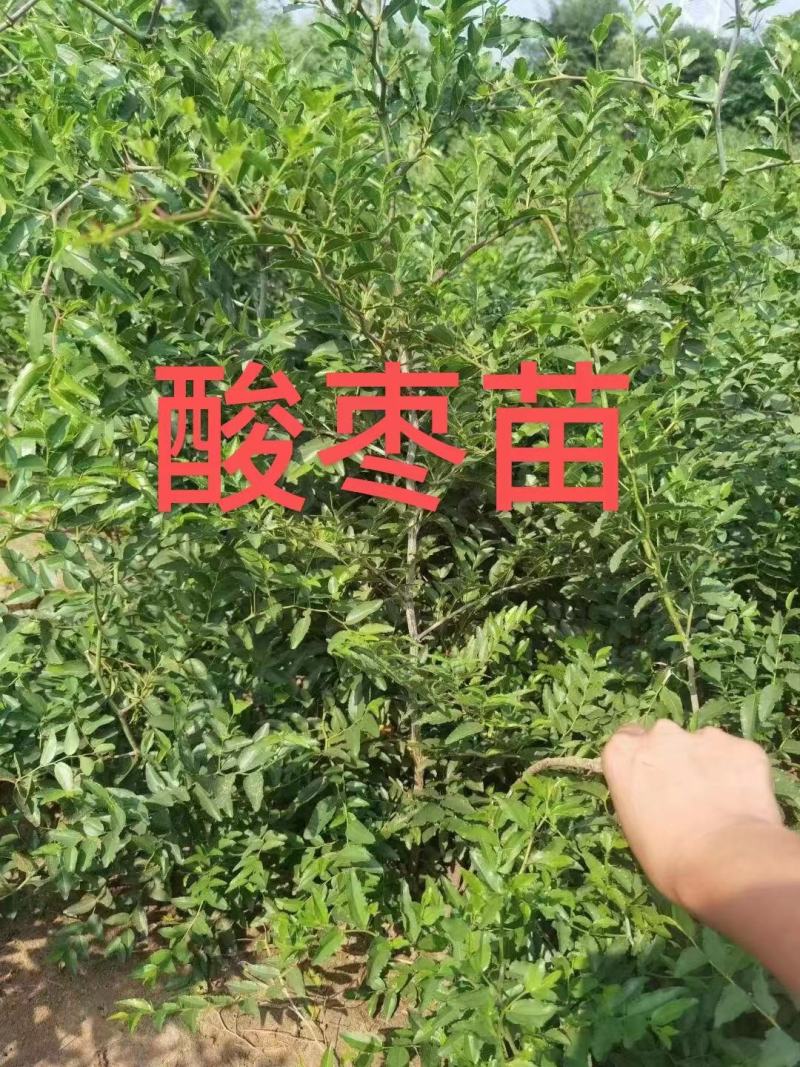 优选双仁酸枣苗，嫁接品种出仁率高、药用价值高、早结果丰产