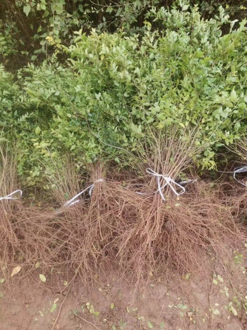优选双仁酸枣苗，嫁接品种出仁率高、药用价值高、早结果丰产