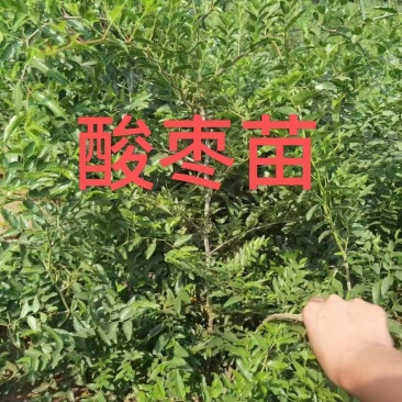 优选双仁酸枣苗，嫁接品种出仁率高、药用价值高、早结果丰产