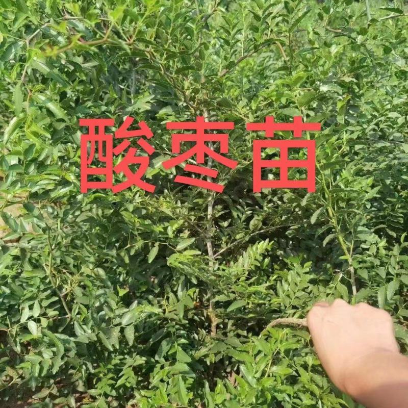 优选双仁酸枣苗，嫁接品种出仁率高、药用价值高、早结果丰产