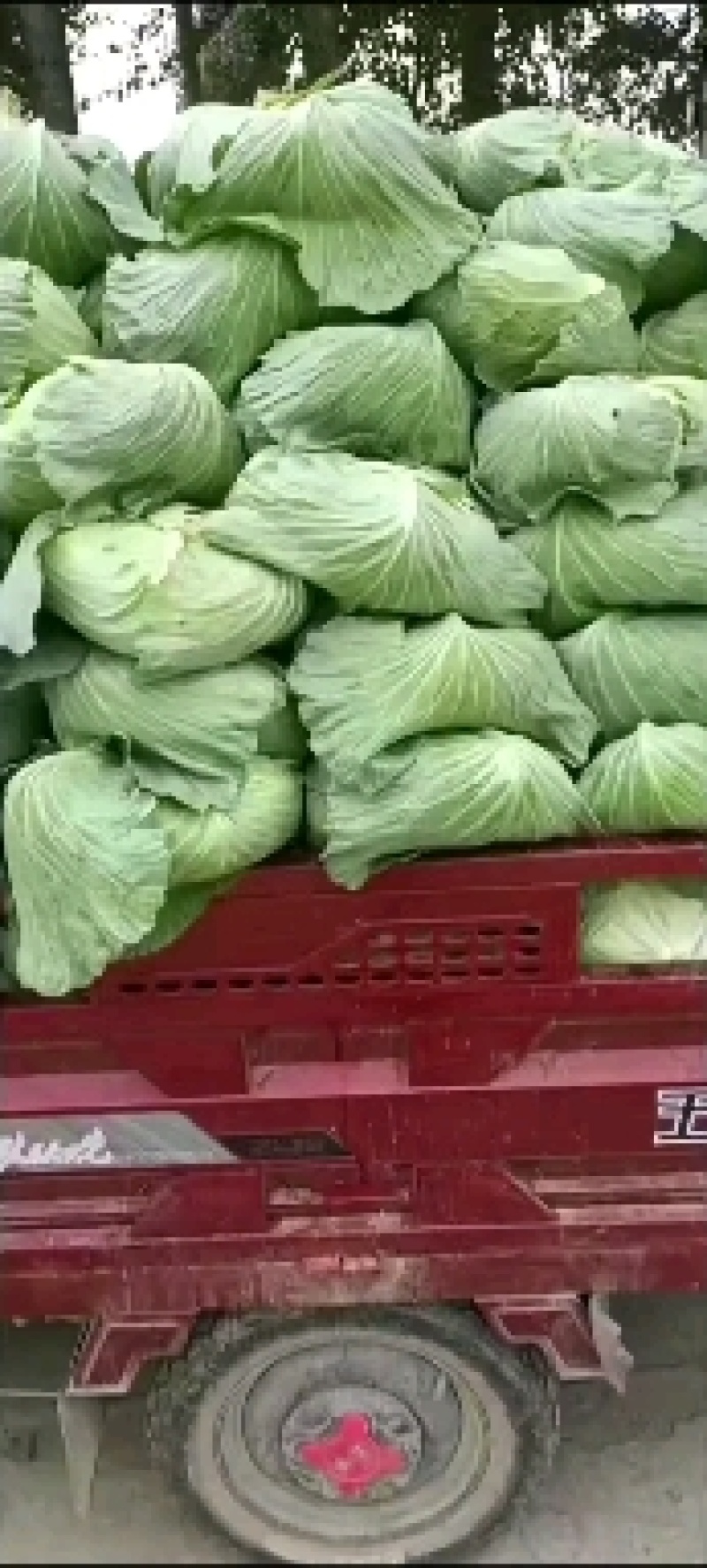京丰一号包菜中甘21甘蓝【产地直发】一手货源