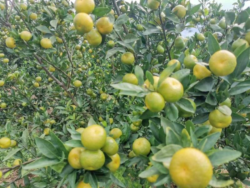 长期有货一手货源各种新鲜蜜桔