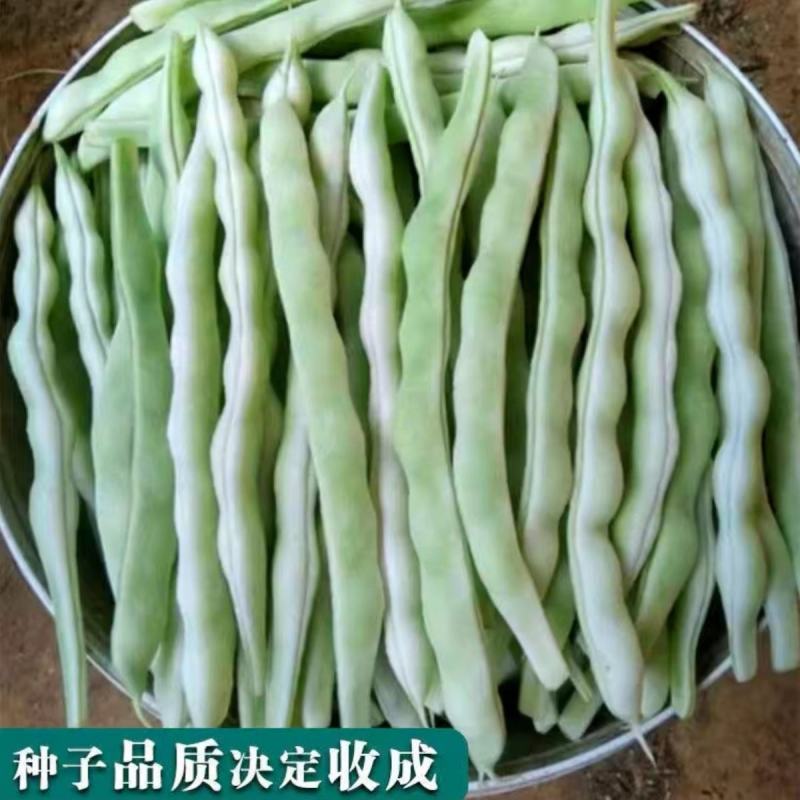 太空3号白肉豆架豆种子四季豆种子芸豆白籽