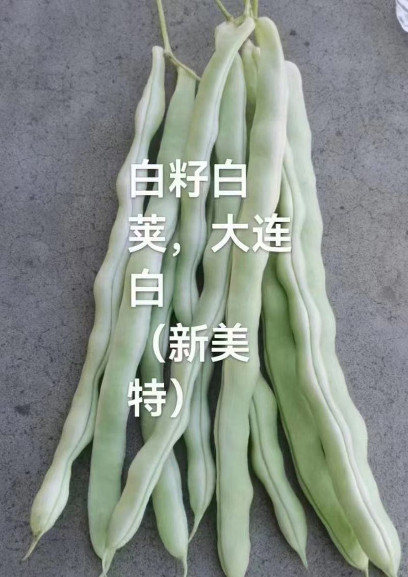 太空3号白肉豆架豆种子四季豆种子芸豆白籽