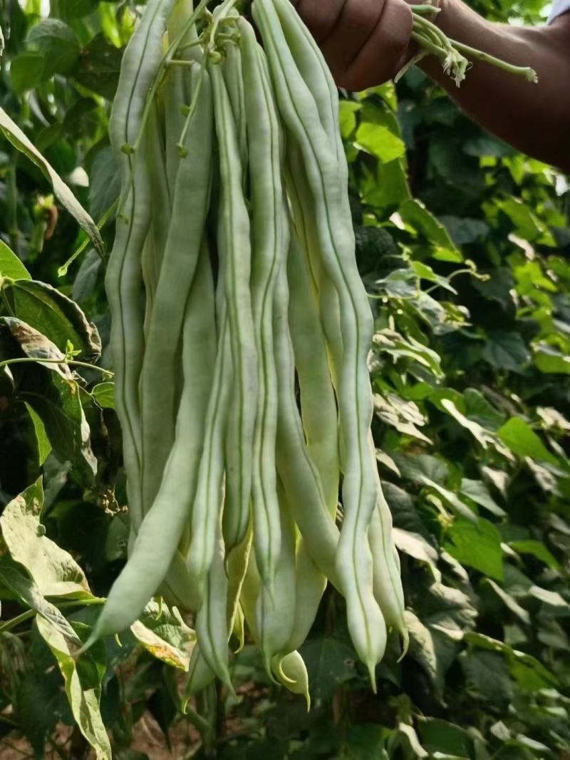 太空3号白肉豆架豆种子四季豆种子芸豆白籽