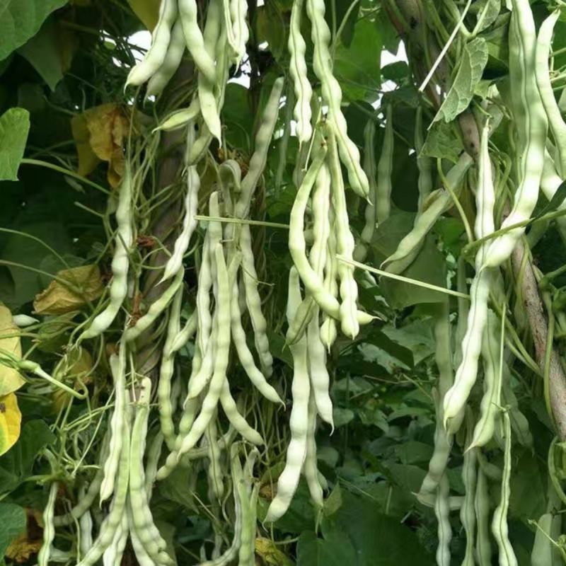 太空3号白肉豆架豆种子四季豆种子芸豆白籽