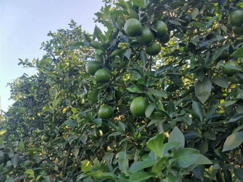 长期有货一手货源各种新鲜皇帝柑