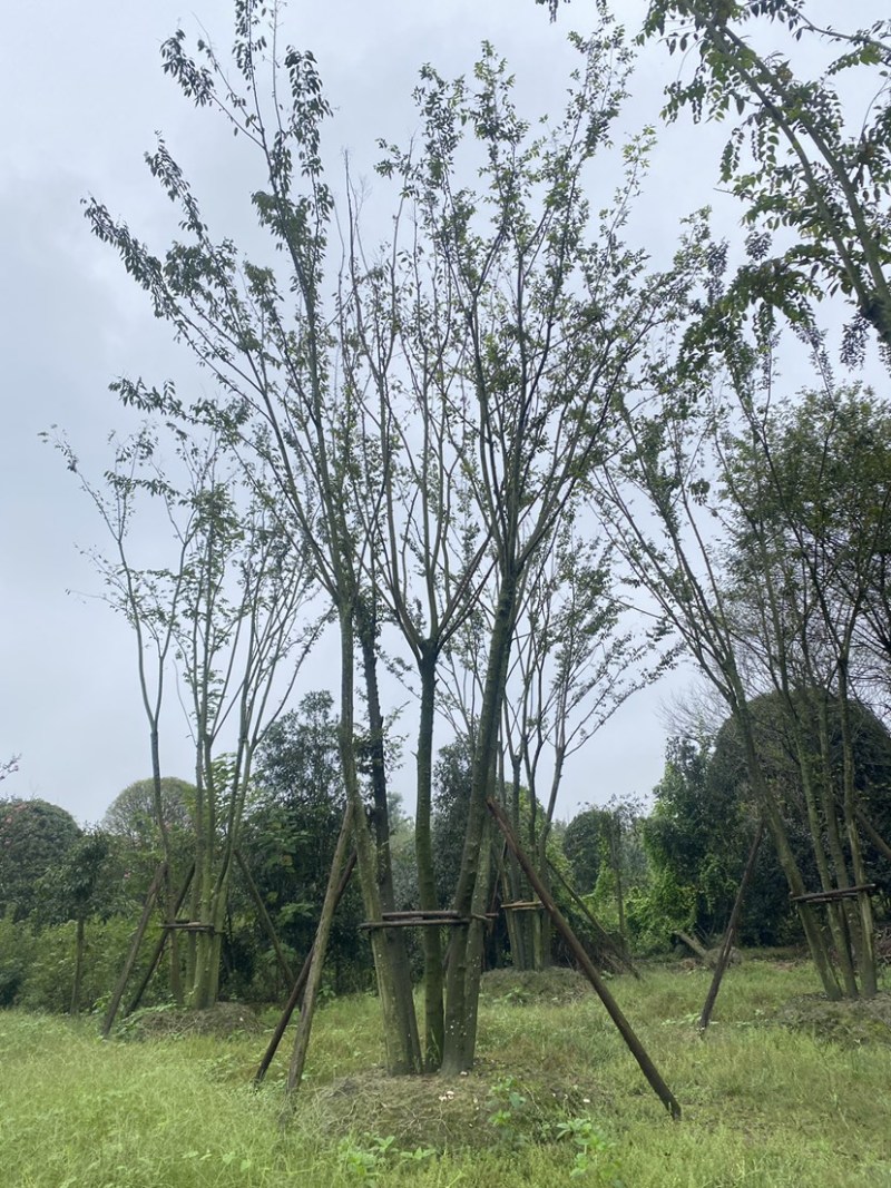 丛生朴树