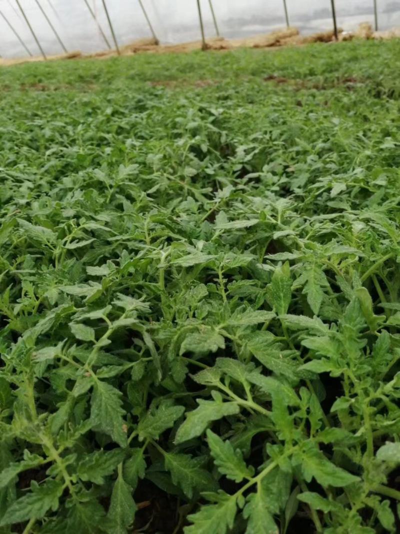 江苏番茄苗，精品硬粉西红柿苗质量保证产地直供价格实惠