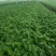 江苏番茄苗，精品硬粉西红柿苗质量保证产地直供价格实惠