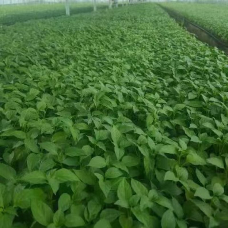 江苏番茄苗，精品硬粉西红柿苗质量保证产地直供价格实惠