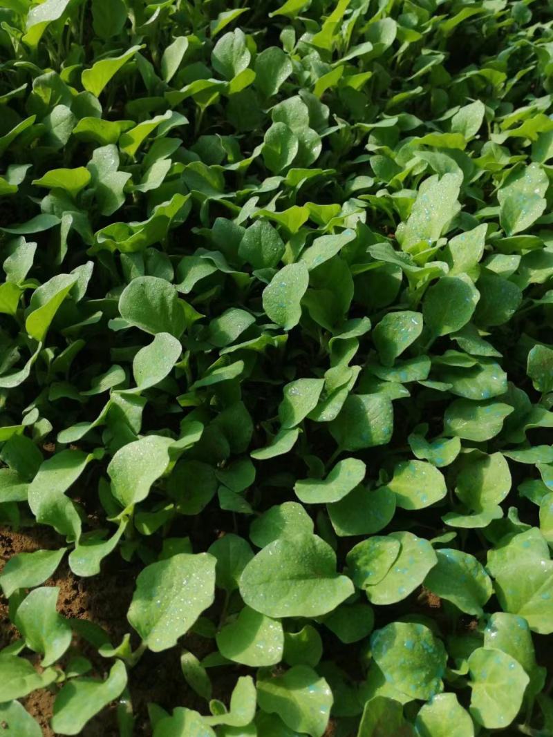 江苏番茄苗，精品硬粉西红柿苗质量保证产地直供价格实惠