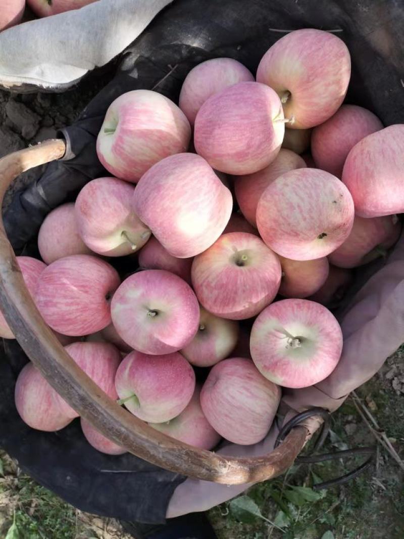 新疆阿克苏红旗坡农场红富士