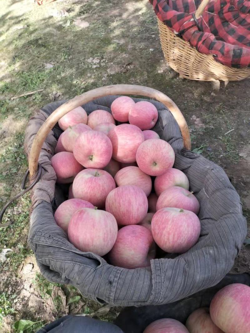 新疆阿克苏红旗坡农场红富士