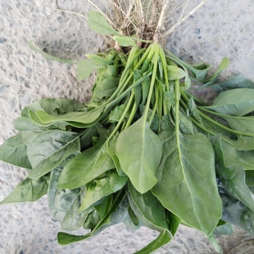 精品菠菜大量有货需要的老板联系