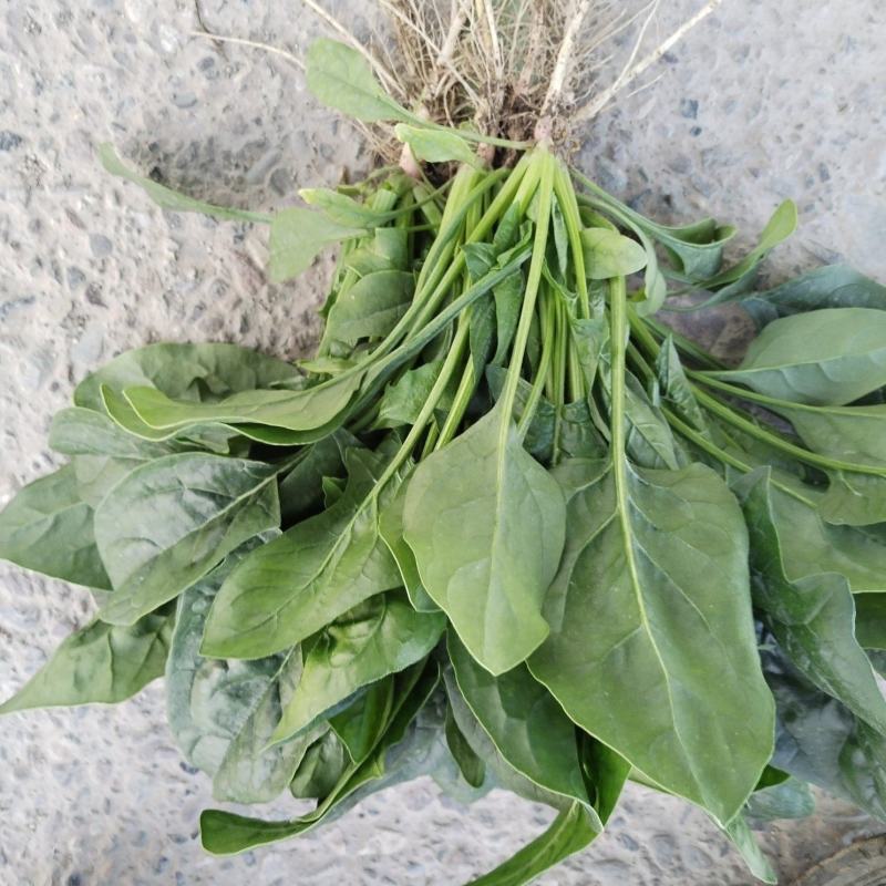 精品菠菜大量有货需要的老板联系