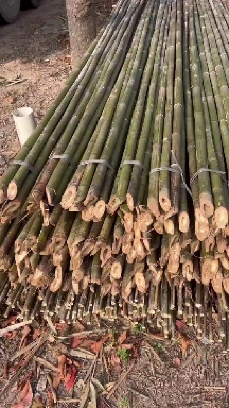 各种类型的竹子，规格你来订，源头货，，，，，，，，，，，