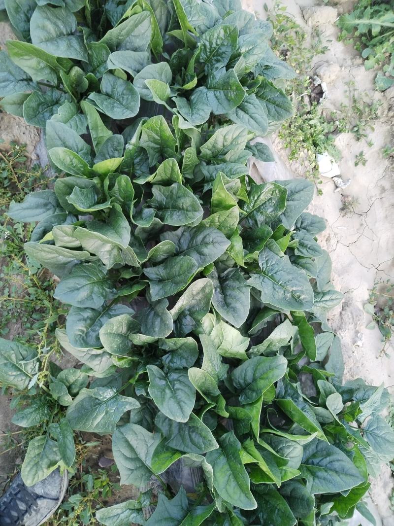 精品菠菜大量有货需要的老板联系