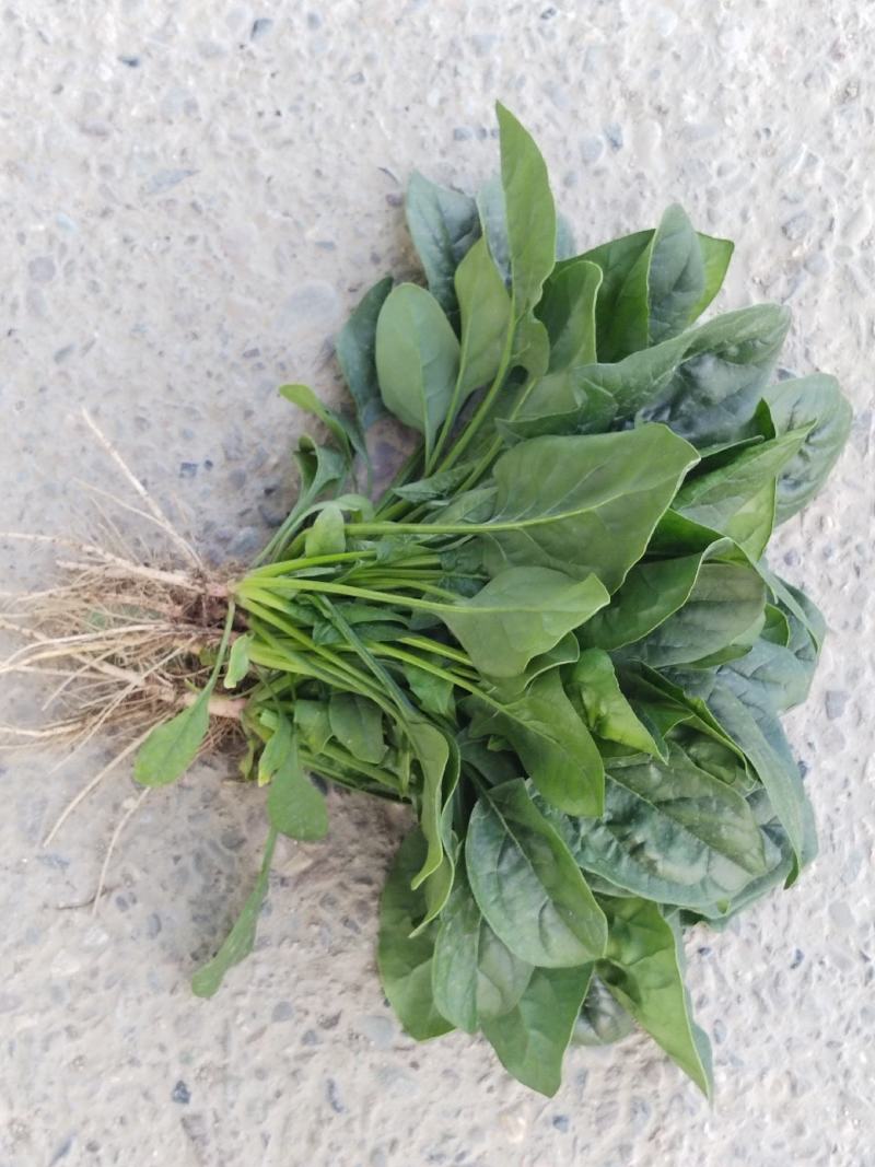 精品菠菜大量有货需要的老板联系