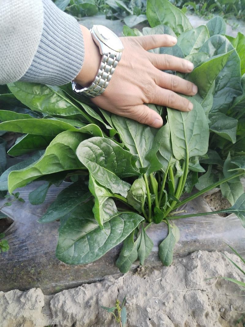 精品菠菜大量有货需要的老板联系