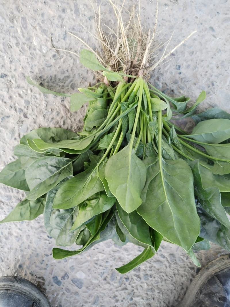 精品菠菜大量有货需要的老板联系